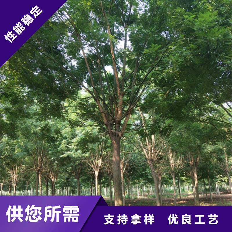 造型法桐厂家供应批发