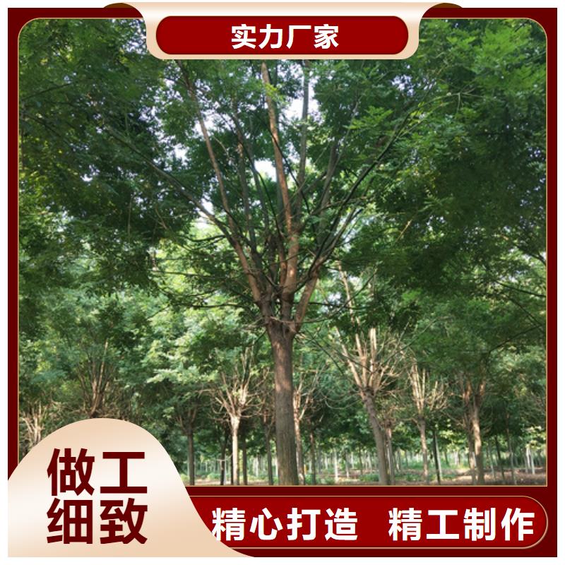 批发法桐的销售厂家