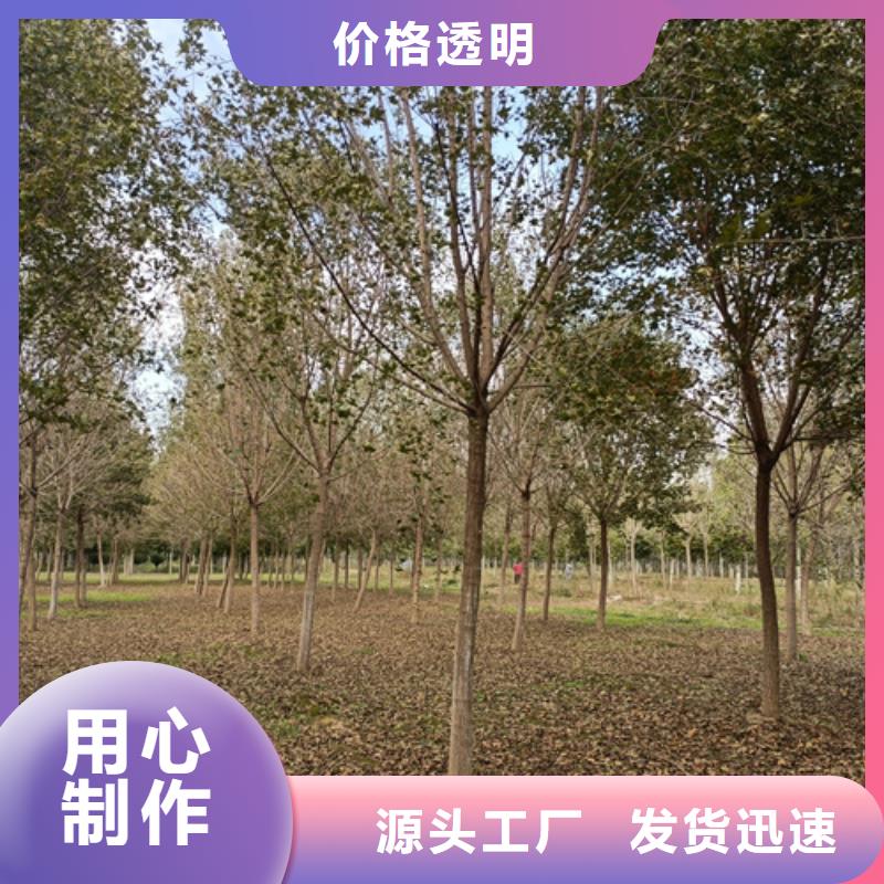 法桐大量现货