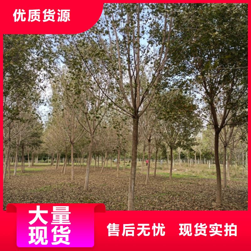 法桐原生冠法桐源头把关放心选购