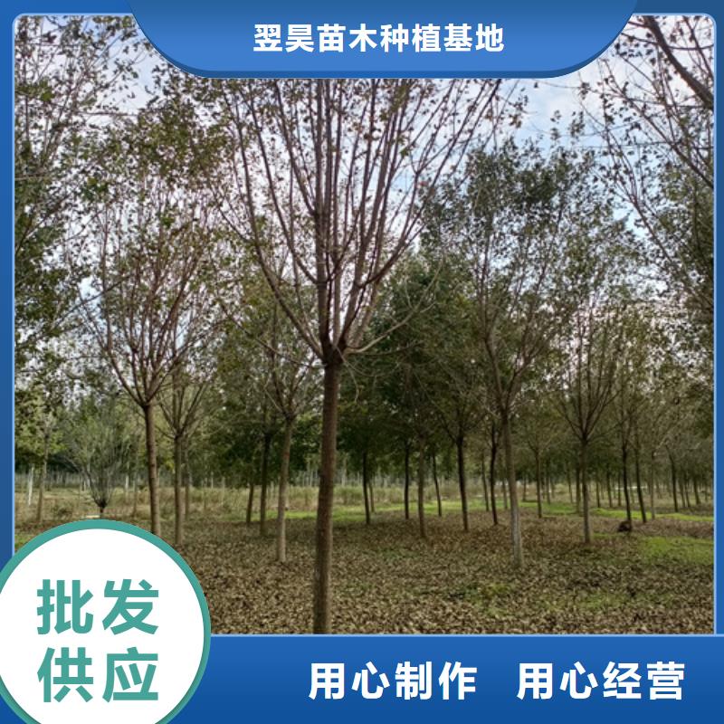 速生法桐定制