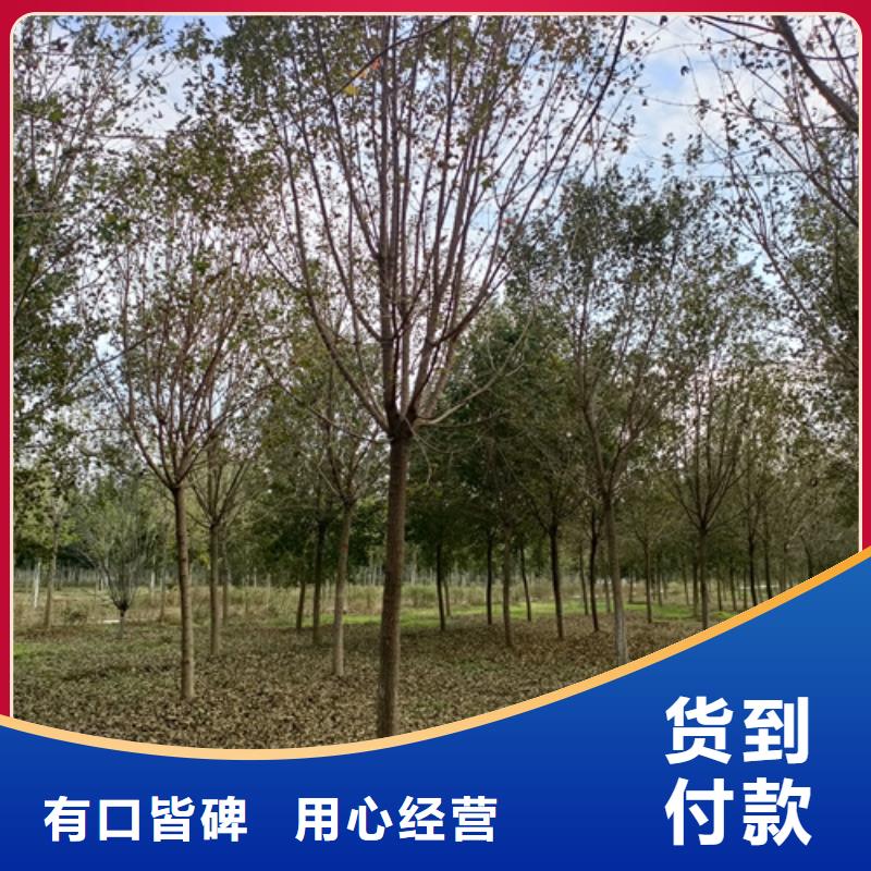 法桐小苗规格齐全绿化乔木