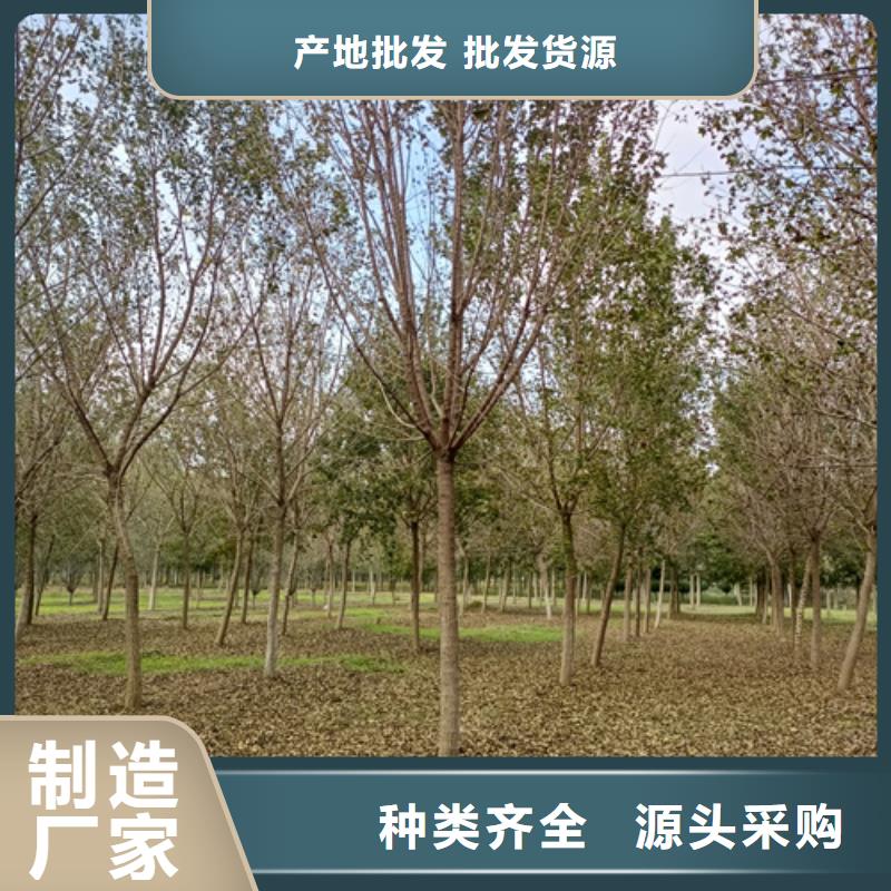 法桐法桐价格