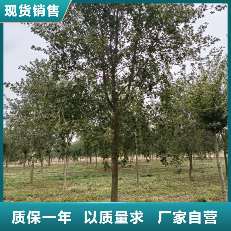 法桐法桐价格