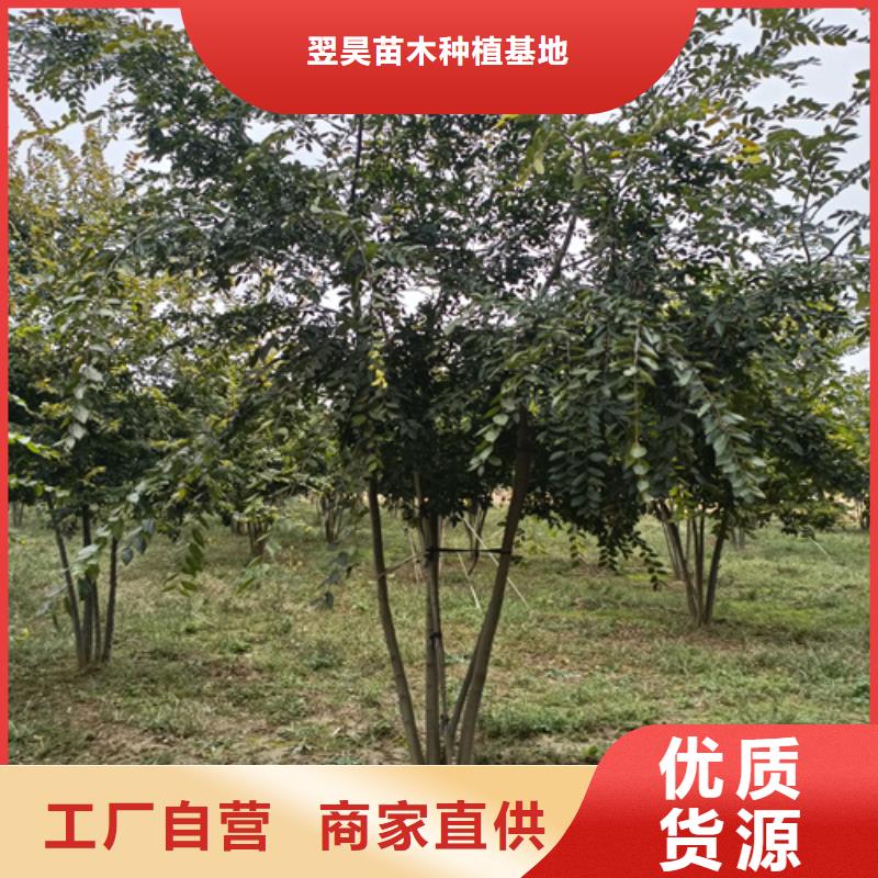法桐行情厂家订制