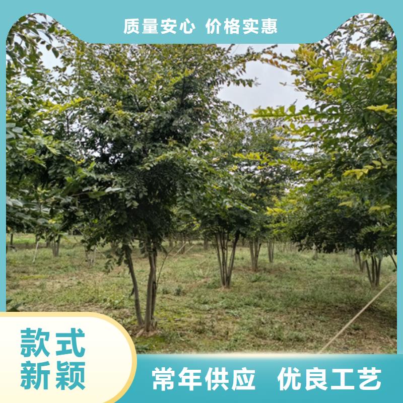 法桐价格放心选择绿化苗木