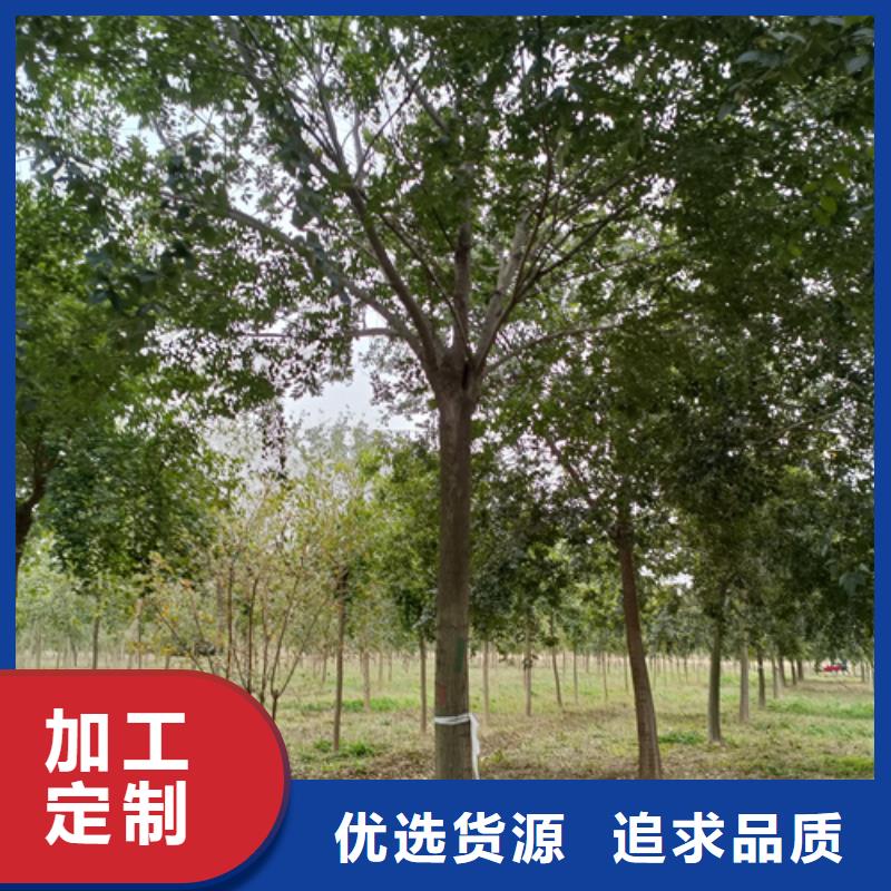 价格实惠的速生法桐生产厂家