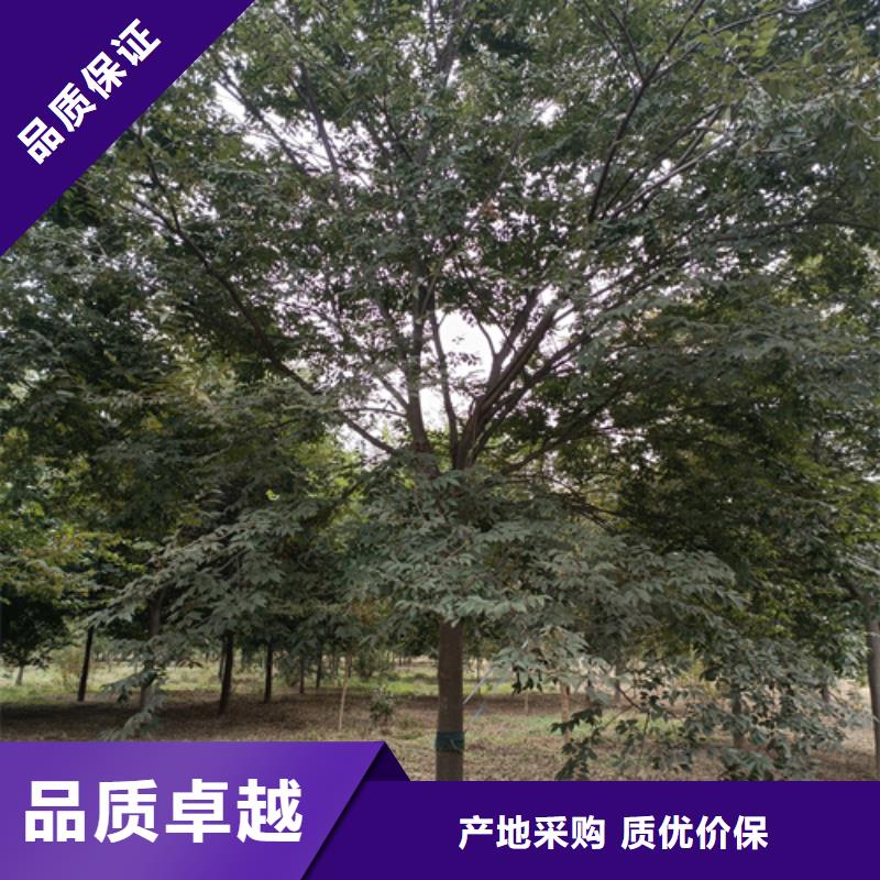 价格实惠的速生法桐生产厂家