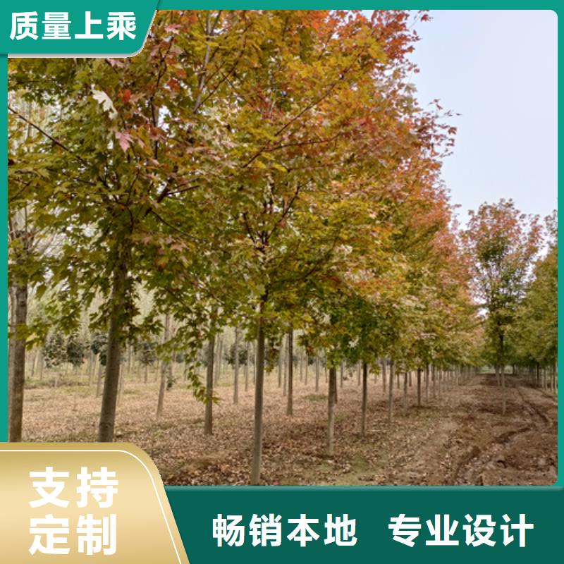 采购法桐必看-可信赖