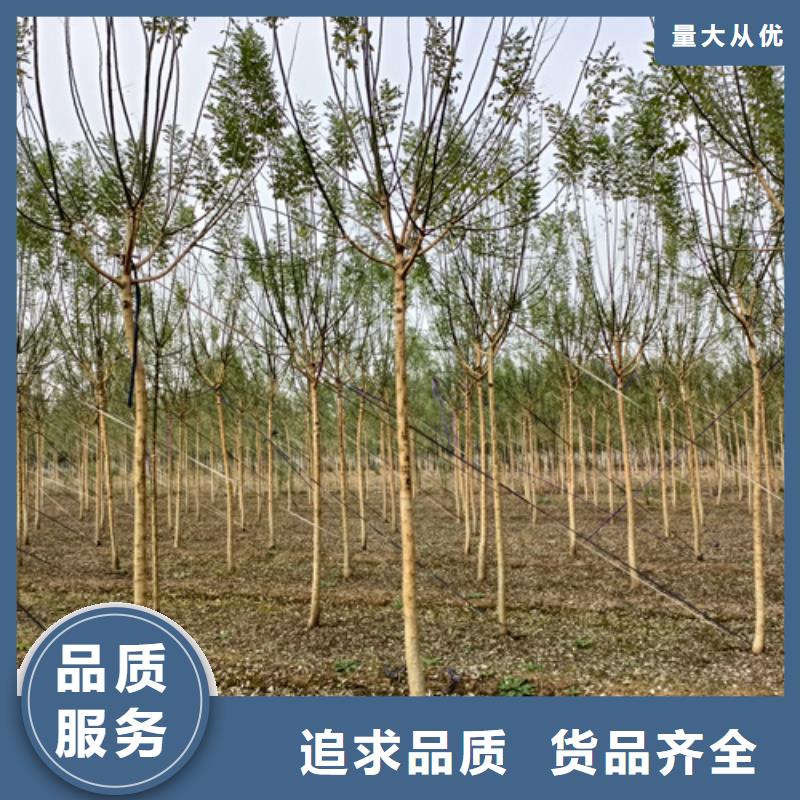法桐小苗种类