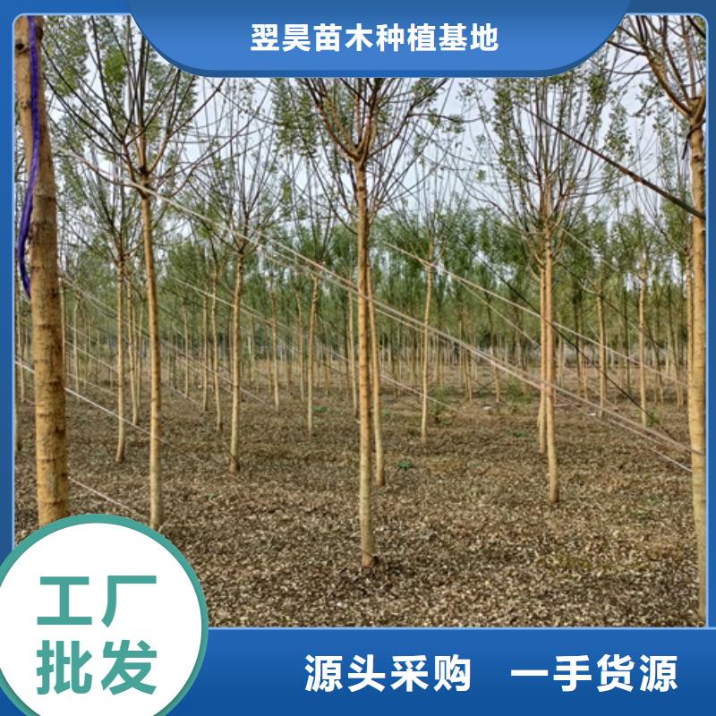 法桐大量现货