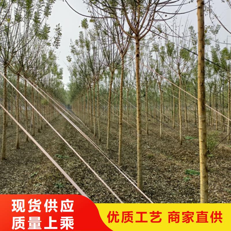 速生法桐定制