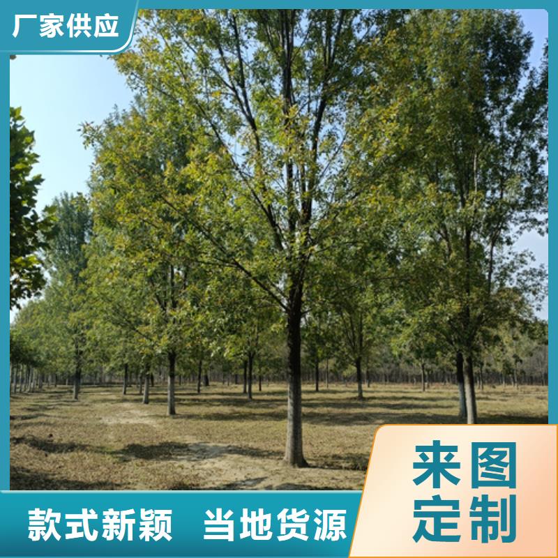 速生法桐品质优良