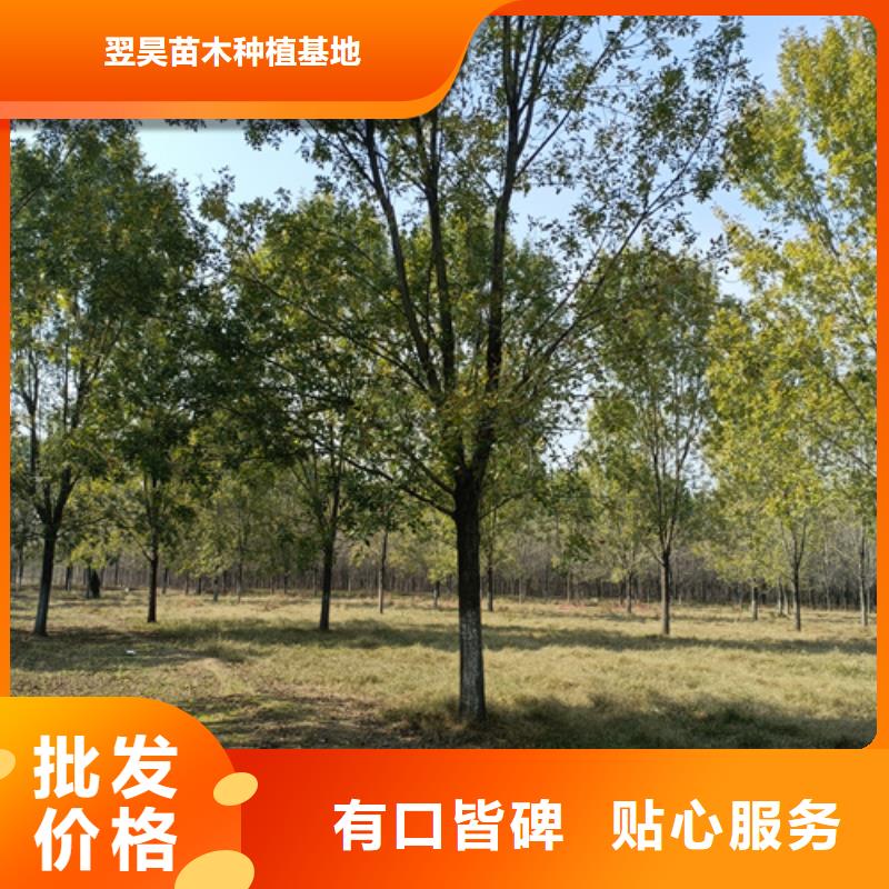 法桐中心
