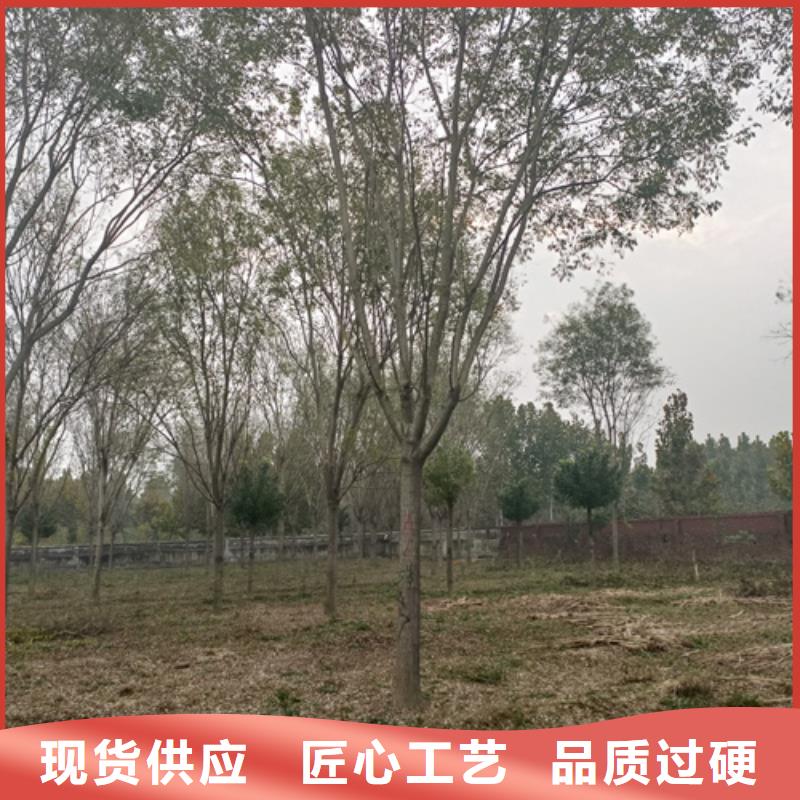 法桐原生冠法桐源头把关放心选购