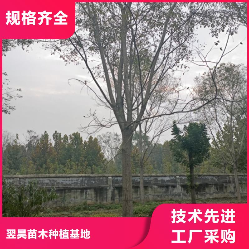 速生法桐送货上门