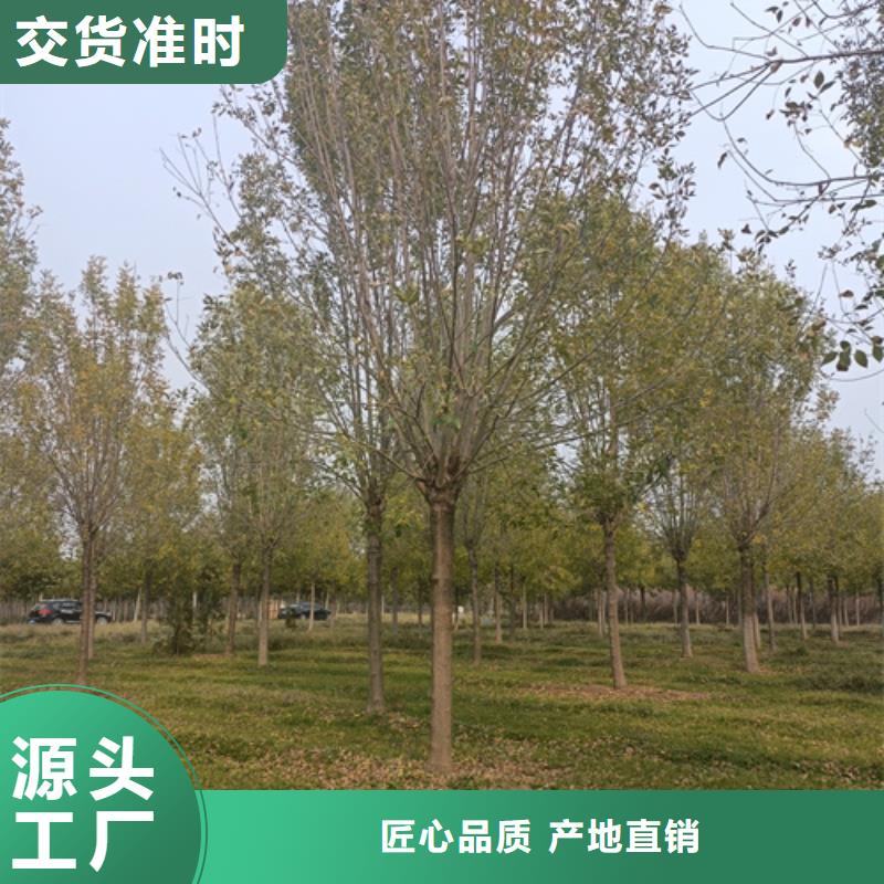 法桐、法桐厂家直销-质量保证