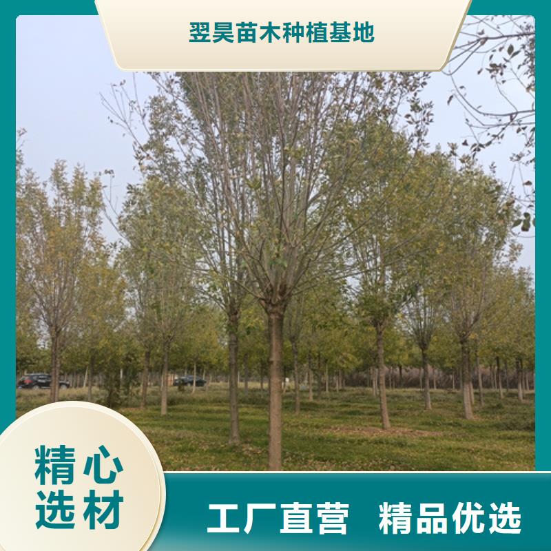 造型法桐质量放心绿化乔木