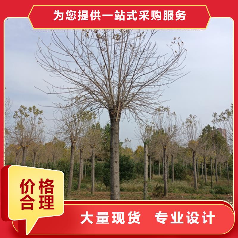 法桐小苗规格全可满足不同需求