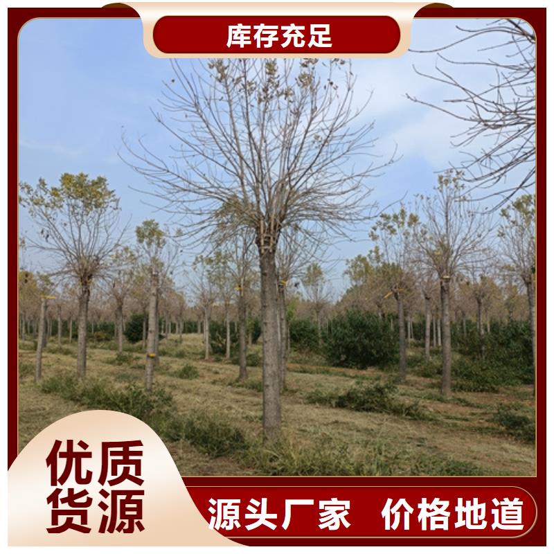 速生法桐批发零售-定做