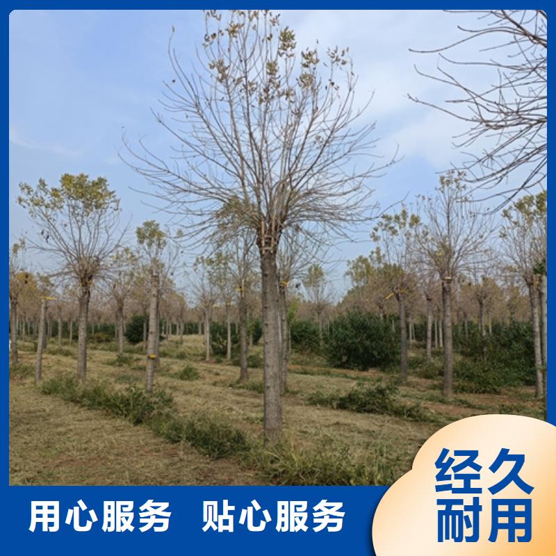 速生法桐、速生法桐厂家-本地品牌