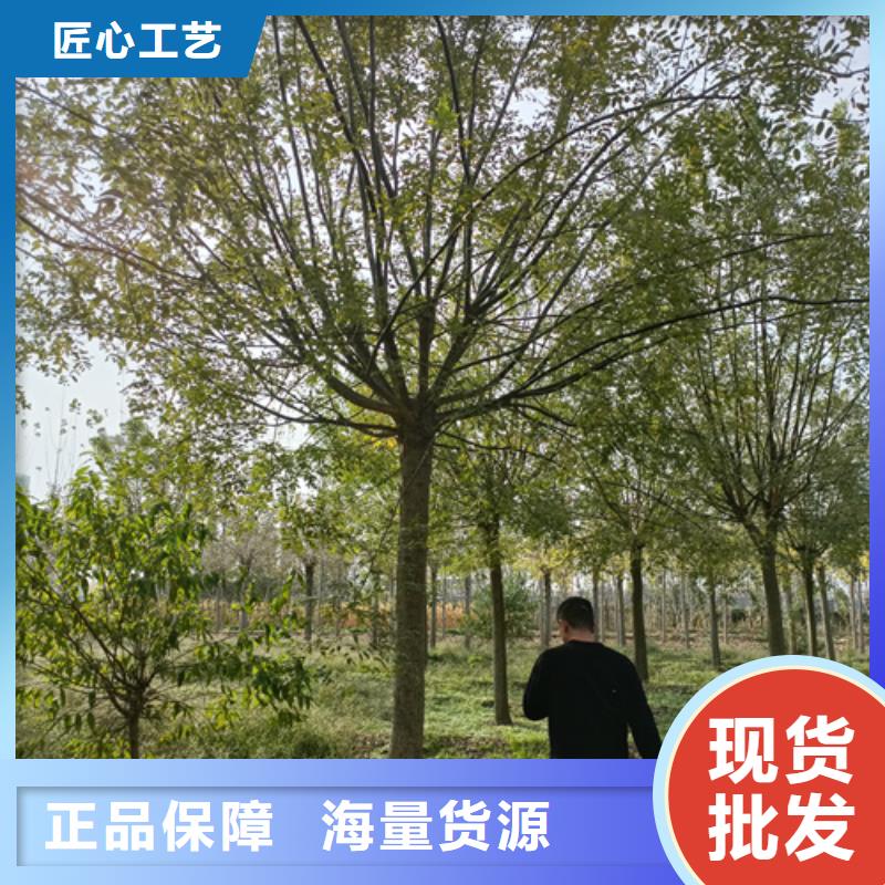 速生法桐定做价格