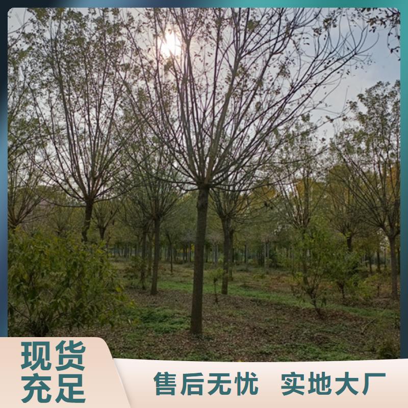 价格实惠的速生法桐生产厂家
