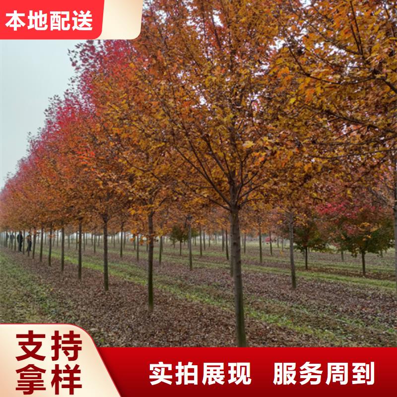 法桐_【美国红枫】质量层层把关