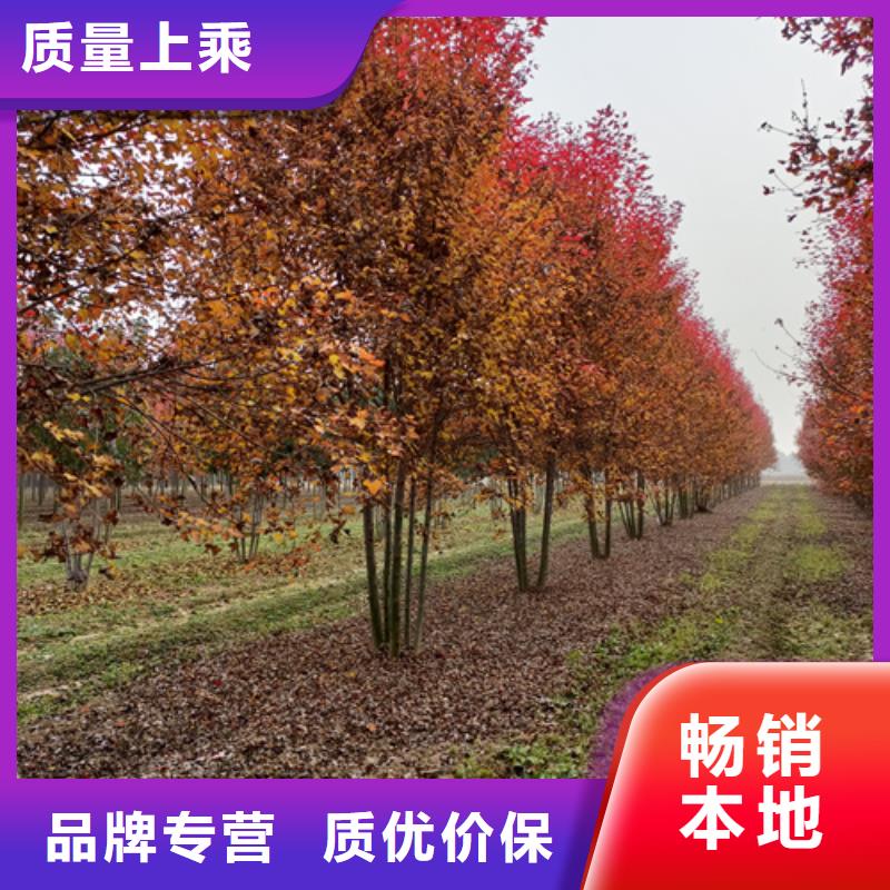 速生法桐定制