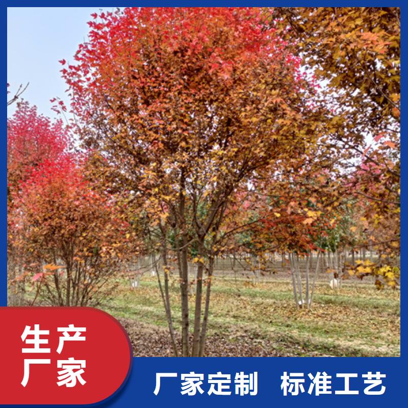 法桐中心
