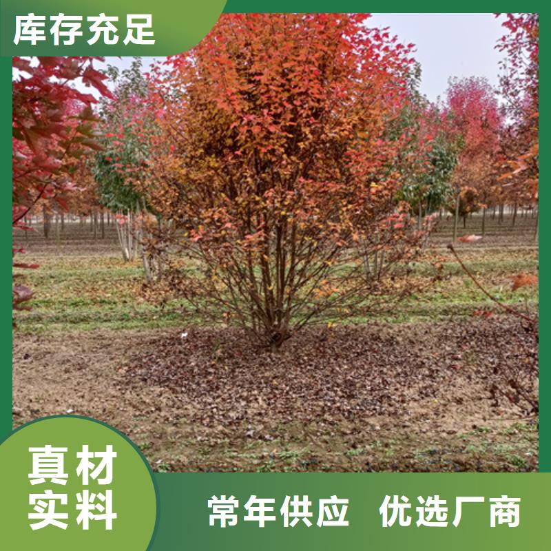 法桐小苗厂家规格齐全