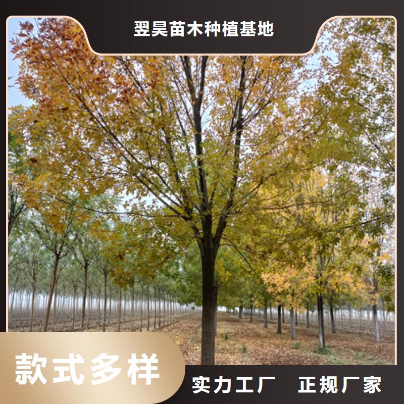 造型法桐质量放心绿化乔木