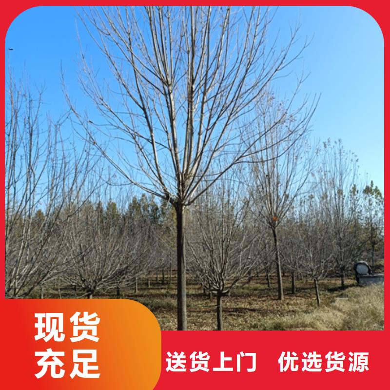速生法桐批发零售-定做