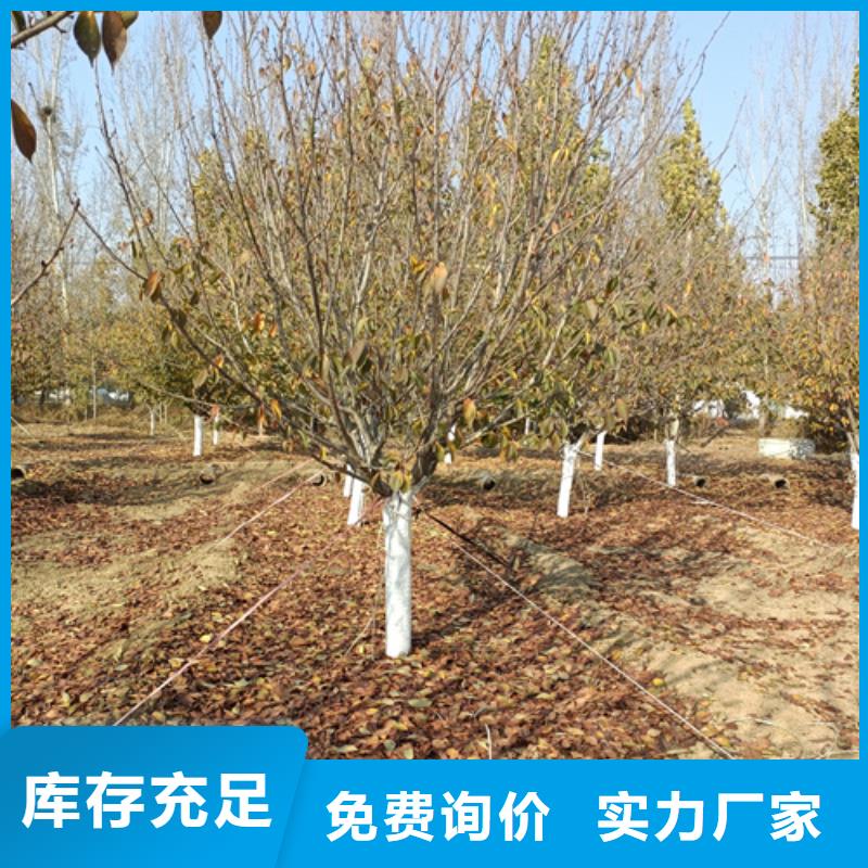 造型法桐质保一年
