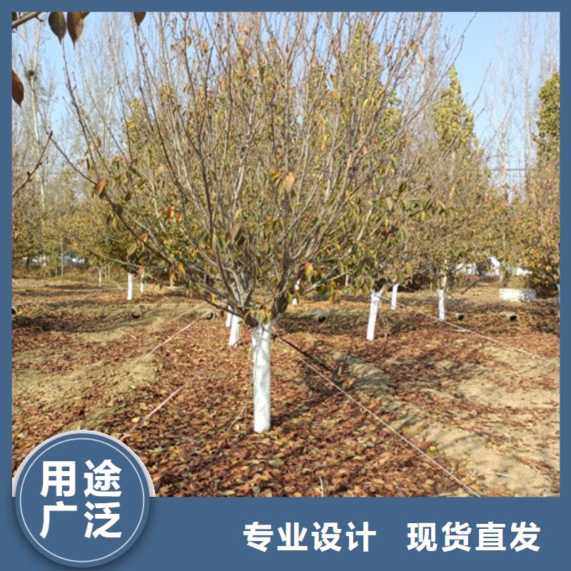 法桐【北京栾】用心细节