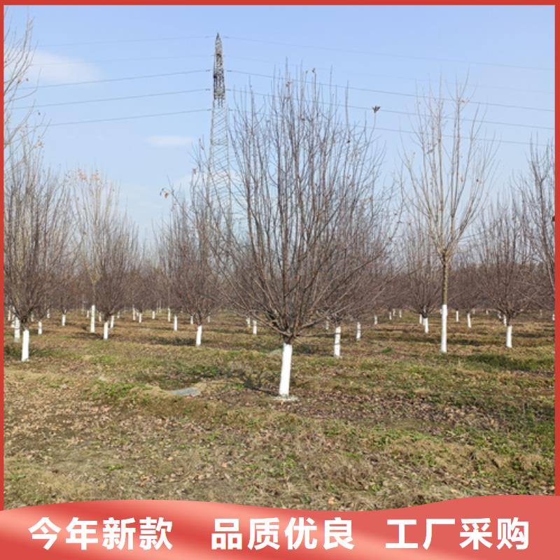 法桐小苗厂家，放心之选