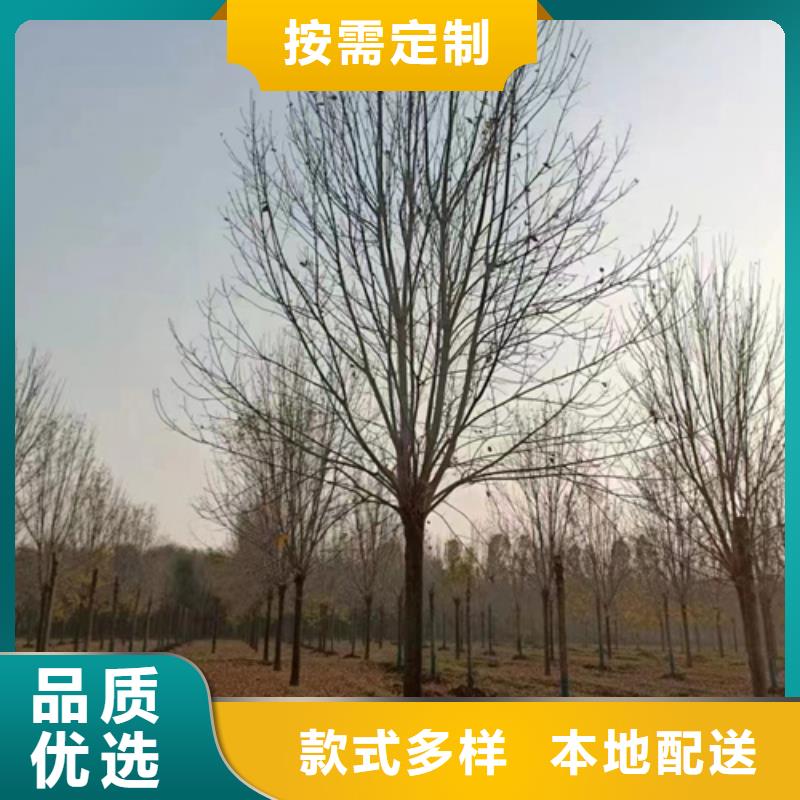 造型法桐源头厂家价格优惠
