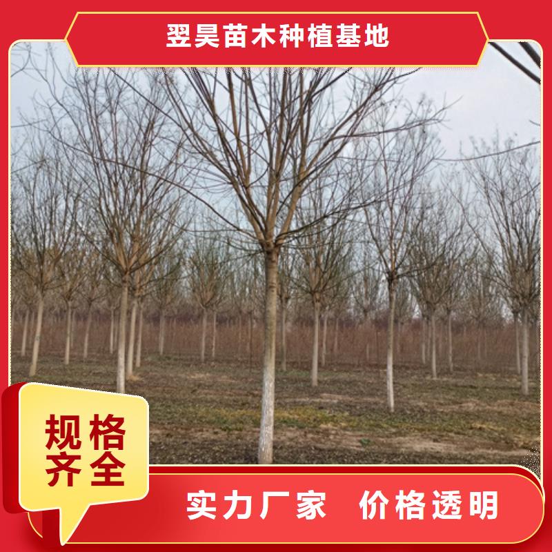 造型法桐守信用生产厂家