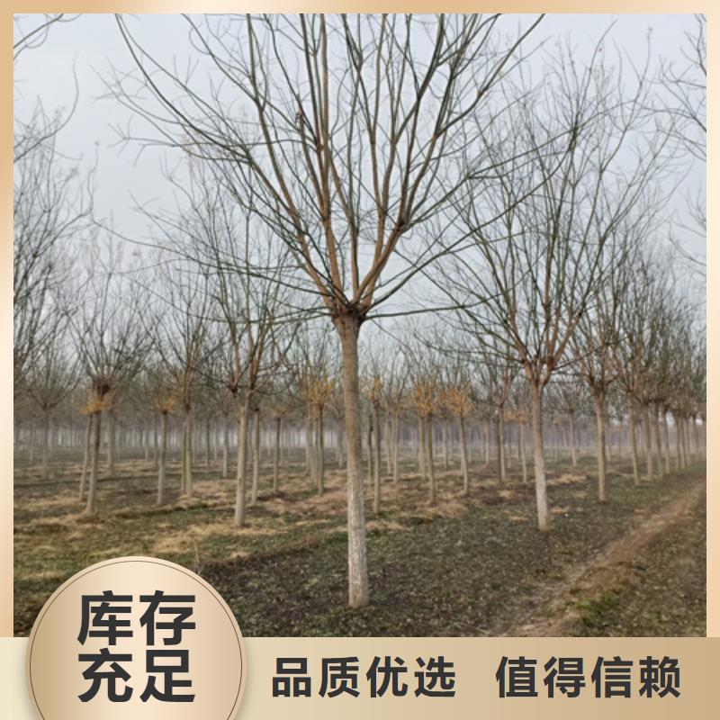 造型法桐质保一年