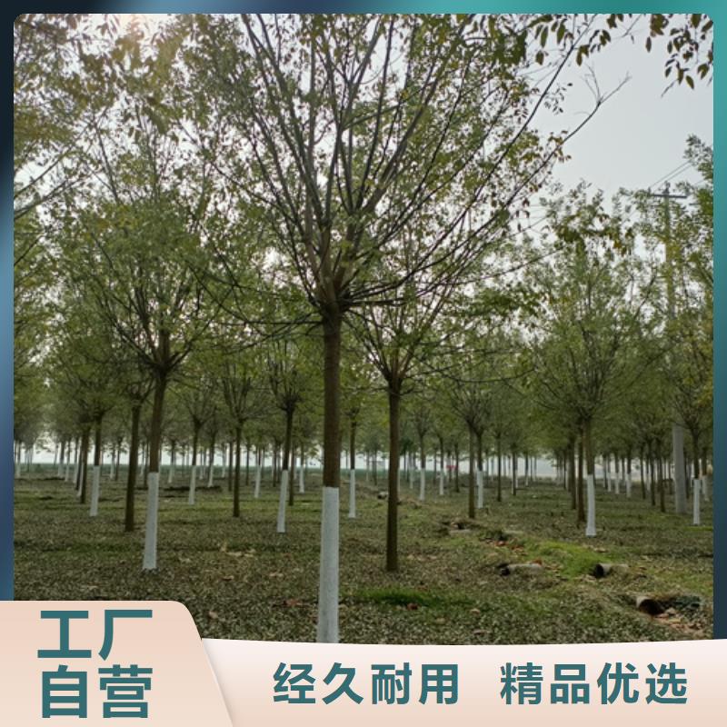 法桐实体厂家直销