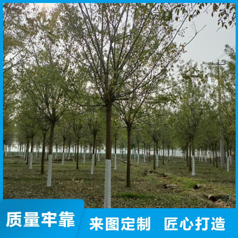 造型法桐守信用生产厂家