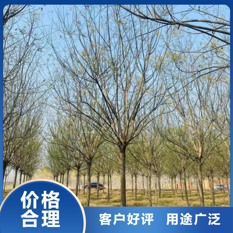 法桐实体厂家直销