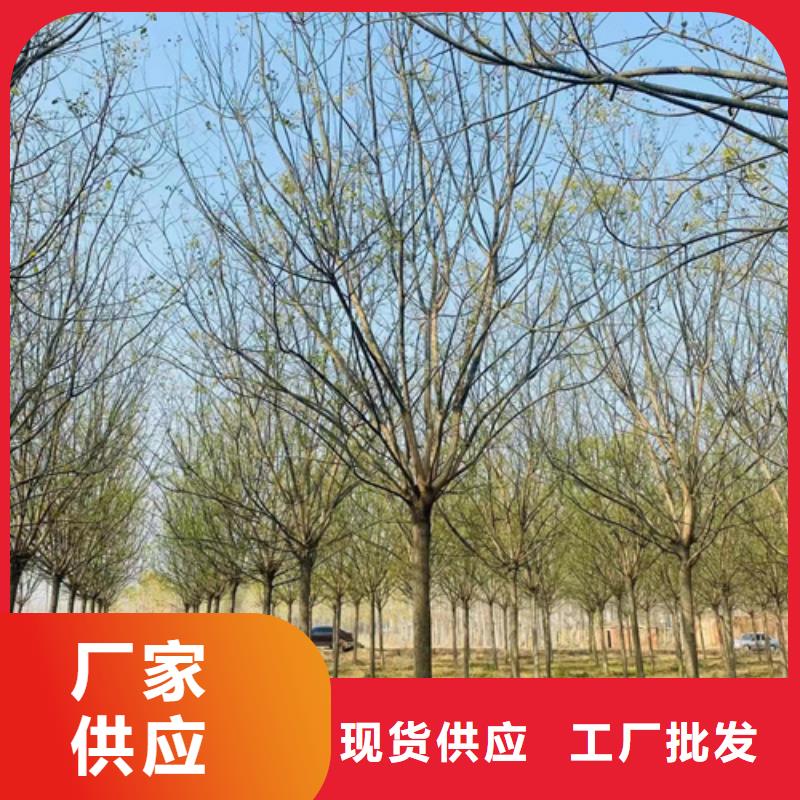 法桐原生冠法桐源头把关放心选购