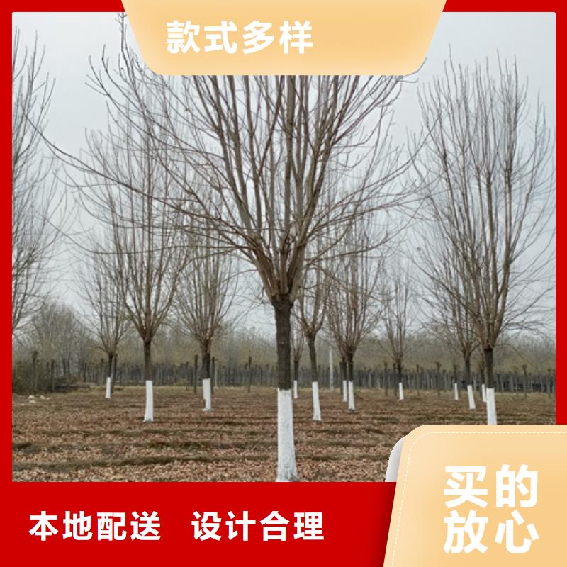 速生法桐、速生法桐直销厂家