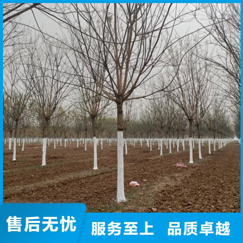 法桐小苗种类