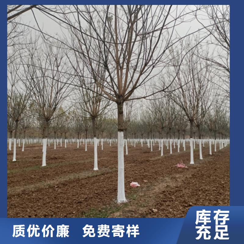 法桐质量可靠绿化乔木