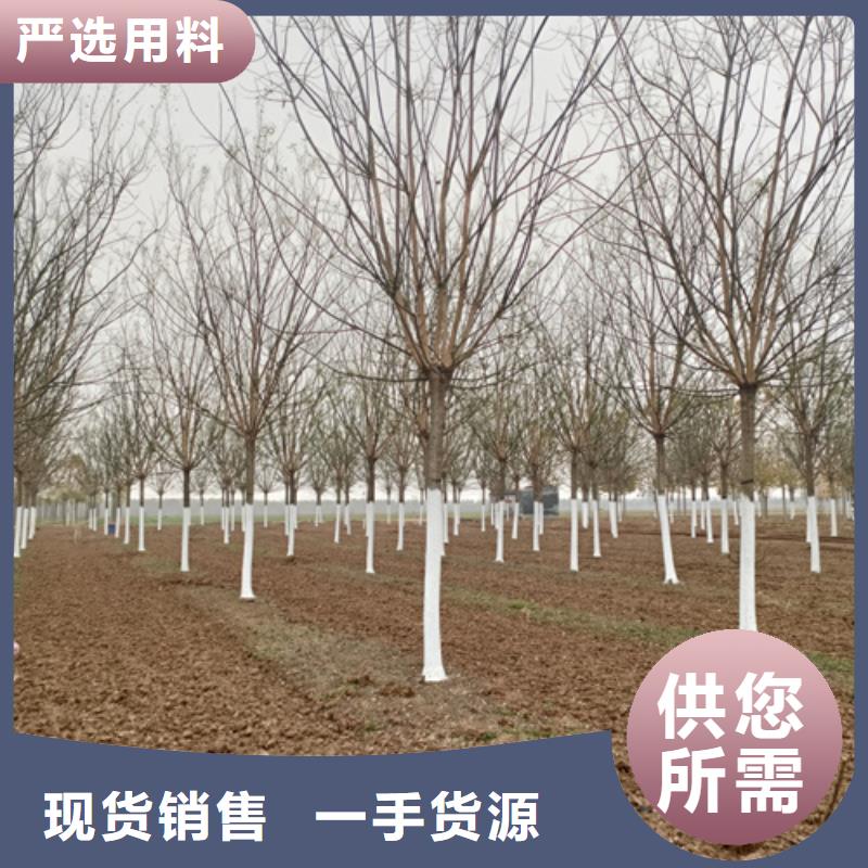 造型法桐价格合理绿化苗木
