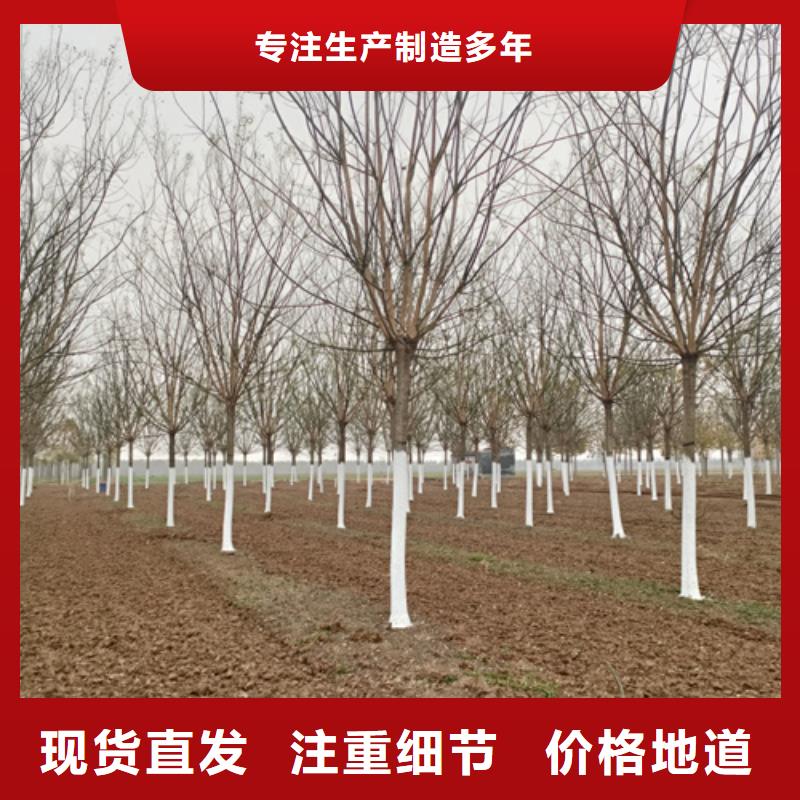 法桐质量可靠绿化乔木
