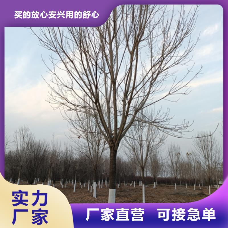 法桐【北京栾】用心细节