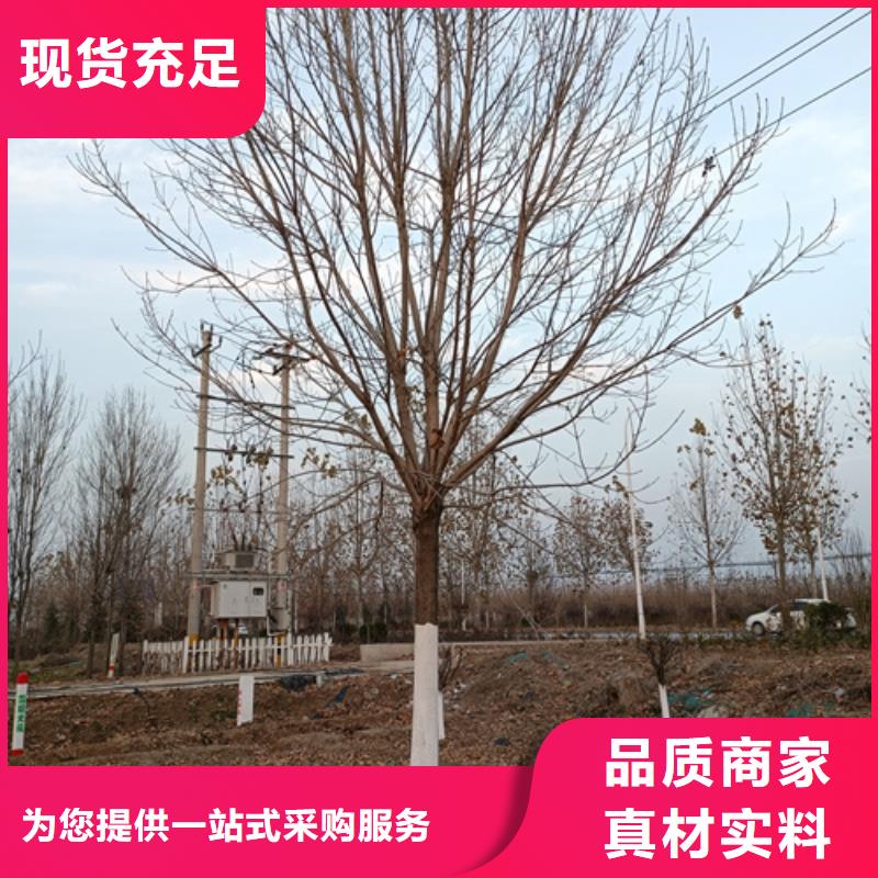 生产造型法桐的实体厂家